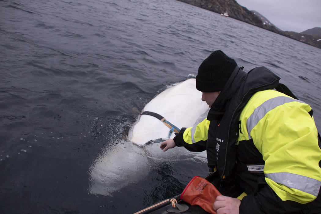 Joergen Ree Wiig tries to reach the harness attached to a beluga whale before the Norwegian fis ...