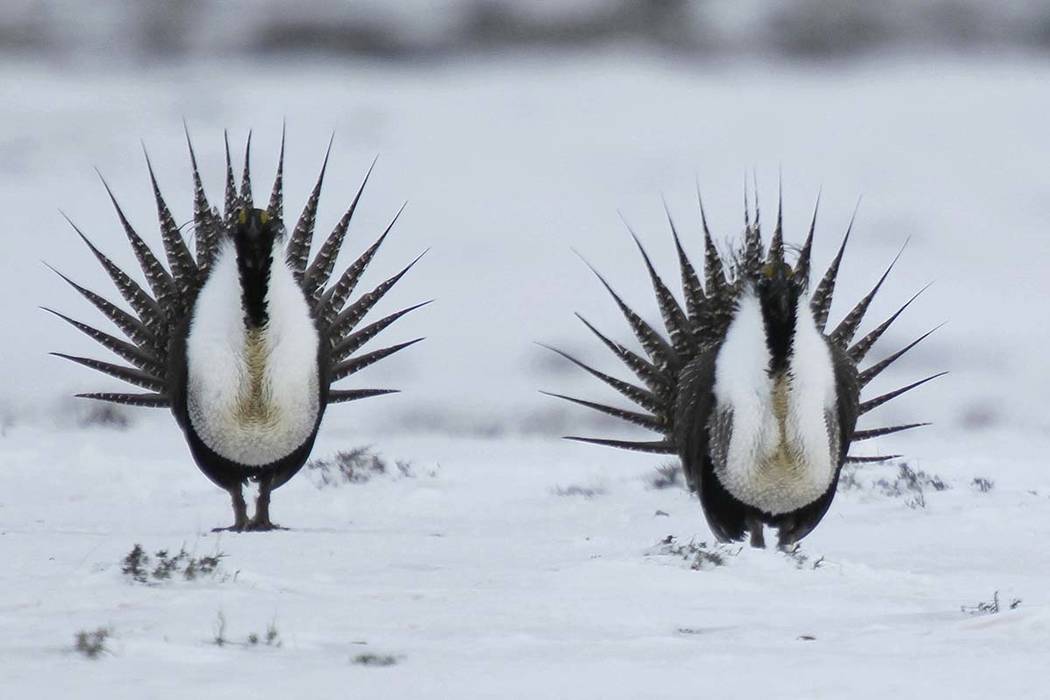 Male Greater Sage Grouse perform their mating ritual April 20, 2013, on a lake near Walden, Col ...
