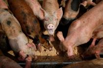 In this April 2, 2019, photo, pigs eat from a trough at the Las Vegas Livestock pig farm in Las ...