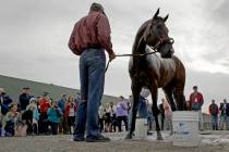 Kentucky Derby hopeful Omaha Beach gets a bath after a workout at Churchill Downs Tuesday, Apri ...