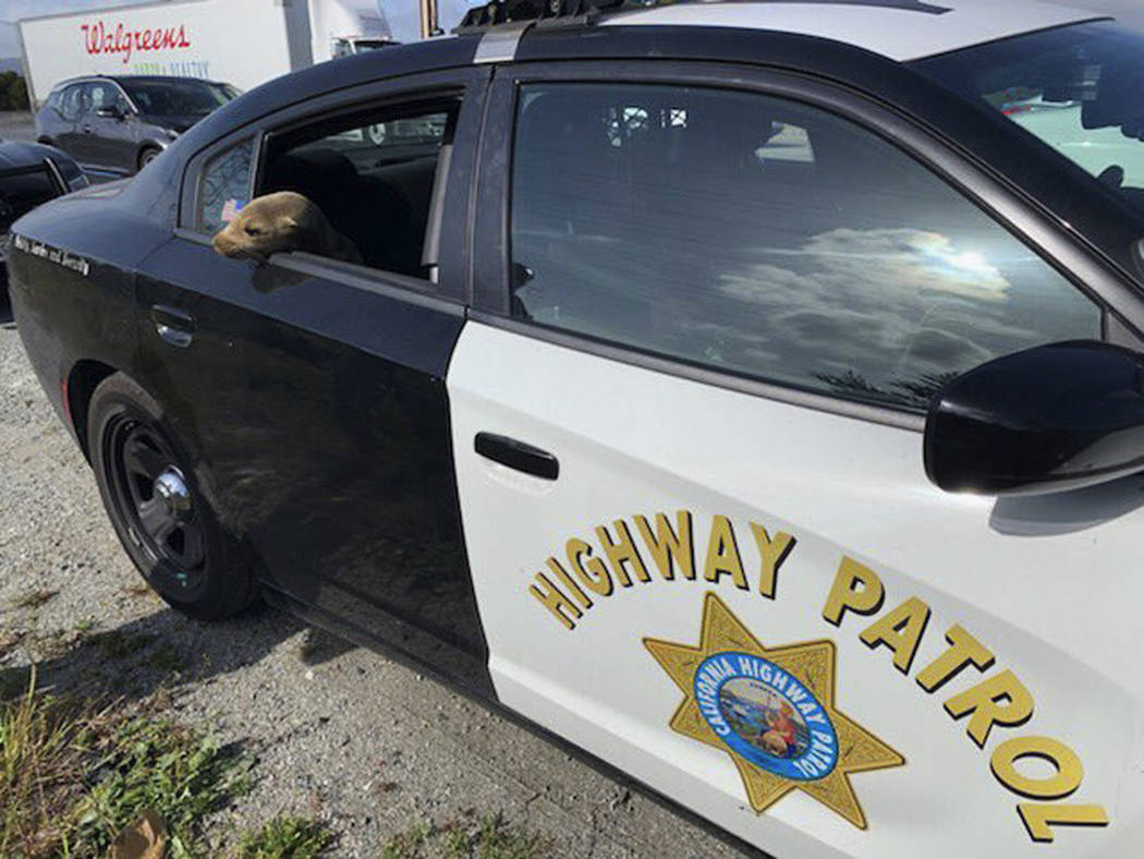 This photo provided by the California Highway Patrol shows a baby seal lion sitting in the back ...