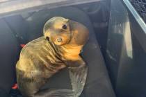 In this photo provided by the California Highway Patrol is a baby seal lion sitting in the back ...