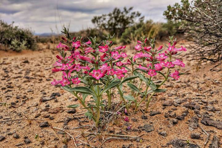 White-margined beardtongue flowers bloom in the desert south of the Las Vegas Valley on April 1 ...