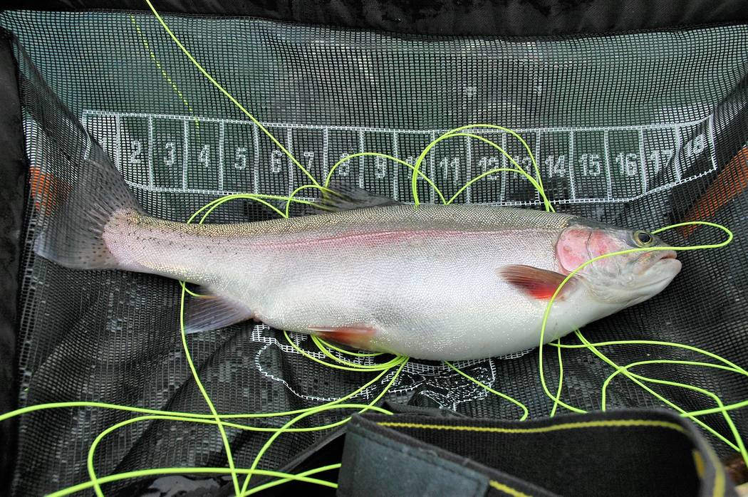 5 More Of The Biggest Game Fish Caught In Utah Ksl Com