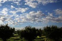 Clouds hover over Gilcrease Orchard on Wednesday, May 1, 2019, in Las Vegas. (Bizuayehu Tesfaye ...