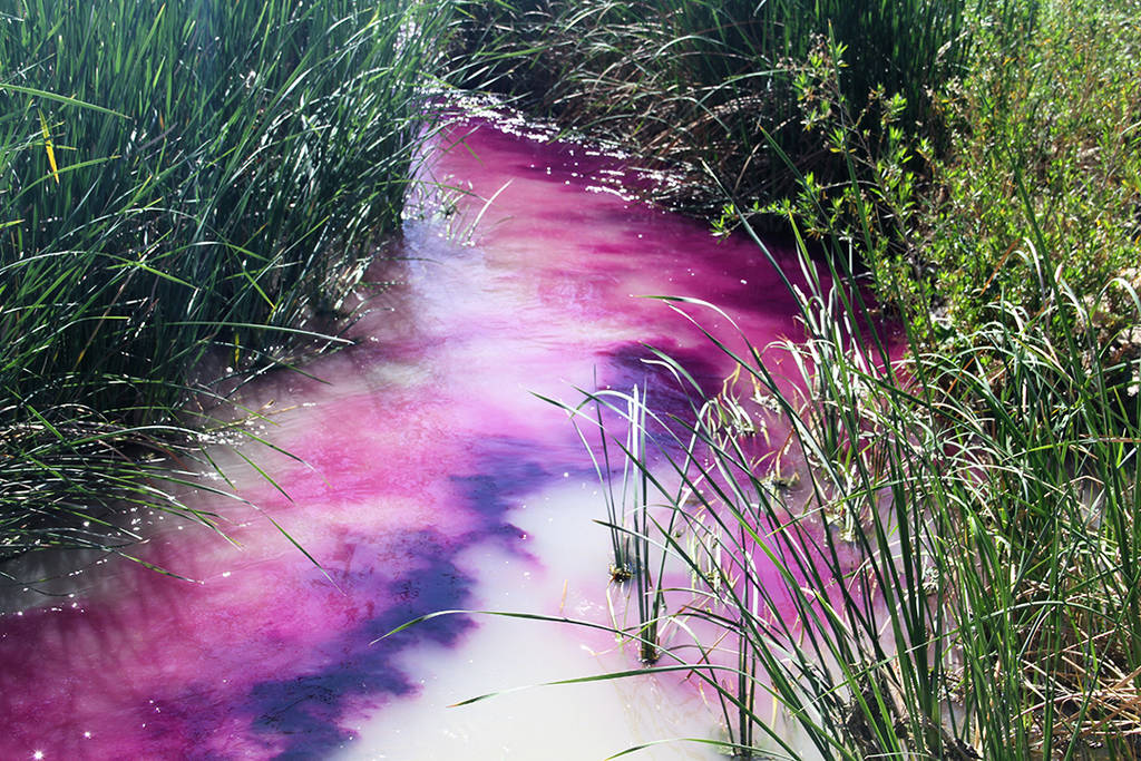 The Muddy River turns purple on March 22 as Nevada fisheries biologists apply a common water pu ...