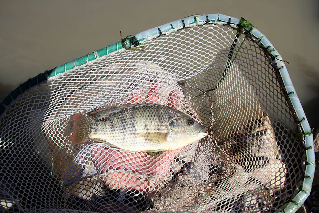 The biologist nets a non-native blue tilapia during a March 22 eradication effort aimed at prot ...