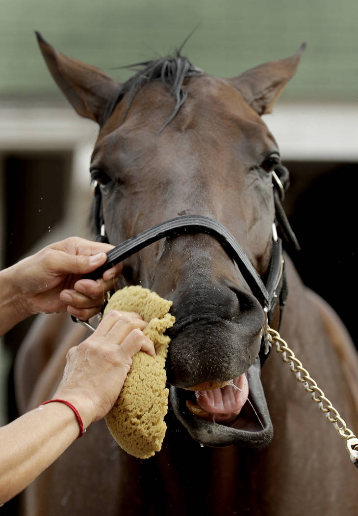 Kentucky Derby entrant Game Winner gets a bath after a workout at Churchill Downs Wednesday, Ma ...