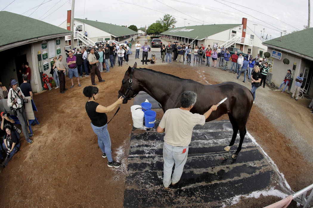 Kentucky Derby entrant Game Winner gets a bath after a workout at Churchill Downs Thursday, May ...