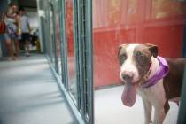 A dog waits to be adopted during the national Clear the Shelters event at the Animal Foundation ...