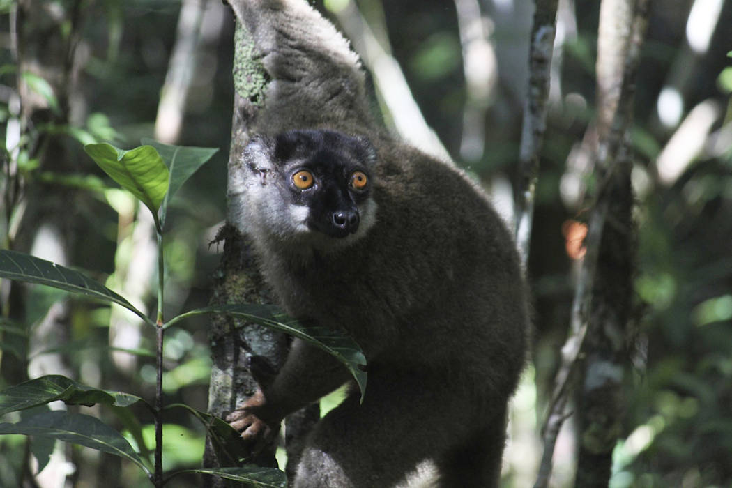A lemur looks through the forest at Andasibe-Mantadia National Park in Andasibe, Madagascar on ...