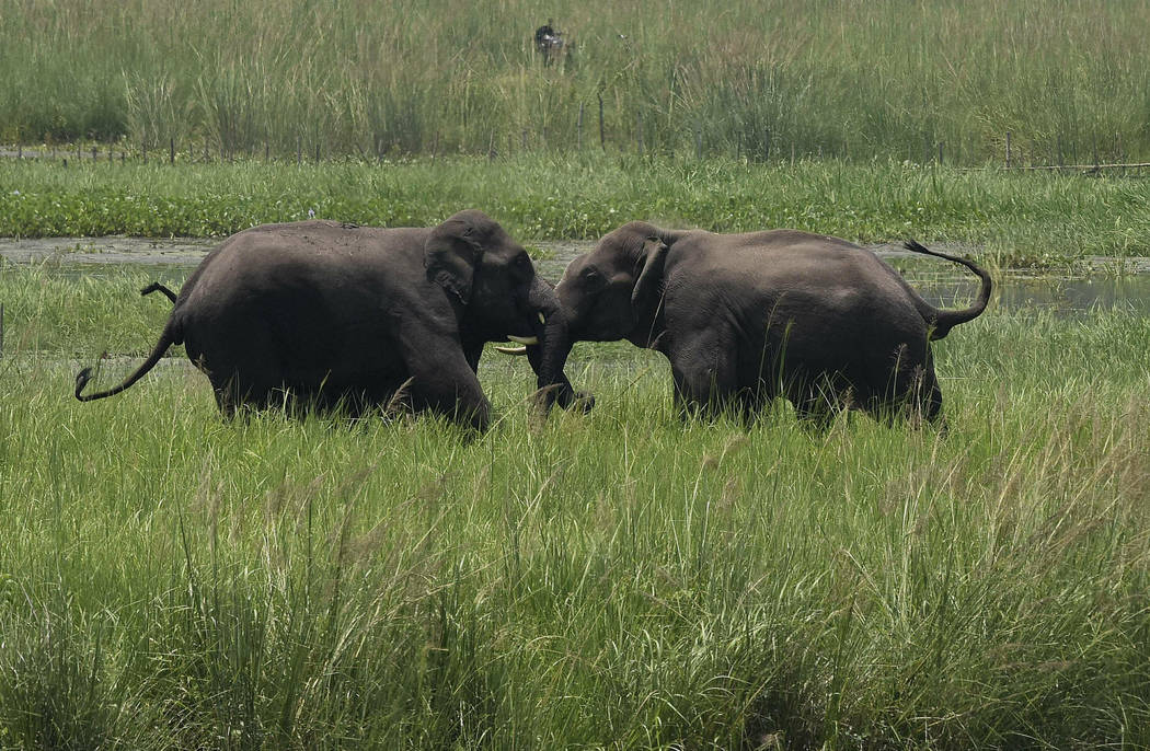 Two wild elephants, part of a herd that arrived at a wetland near the Thakurkuchi railway stati ...