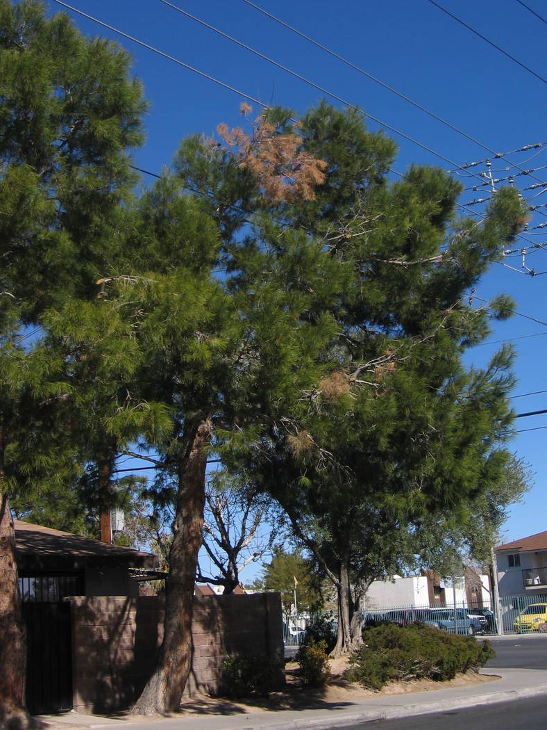 Aleppo pine gets a blight that causes browning of needles and entire branches. (Bob Morris)