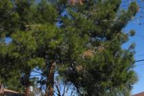 Aleppo pine gets a blight that causes browning of needles and entire branches. (Bob Morris)