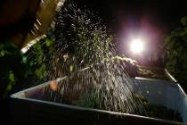 A load of Sauvignon Blanc grapes are dropped into a bin during harvest Aug. 28, 2013, in St. He ...