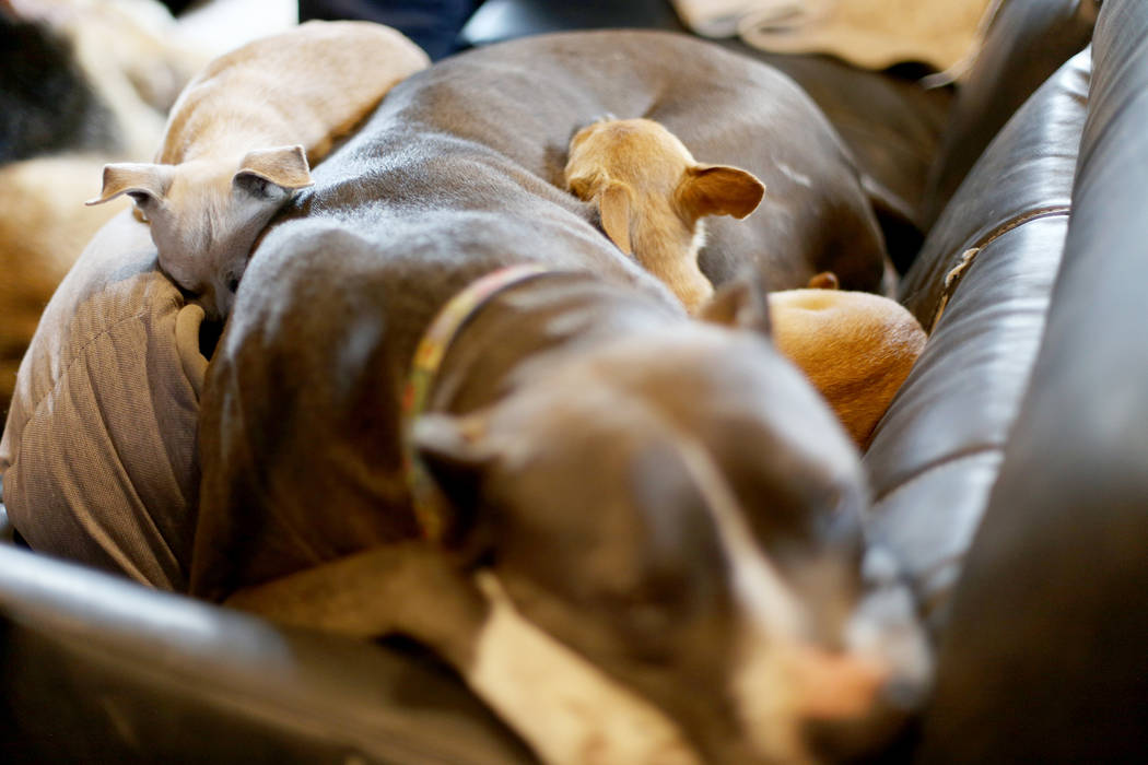 Queen, from left, Stella and Penny take a nap in The Asher House RV in the parking lot of Nevad ...