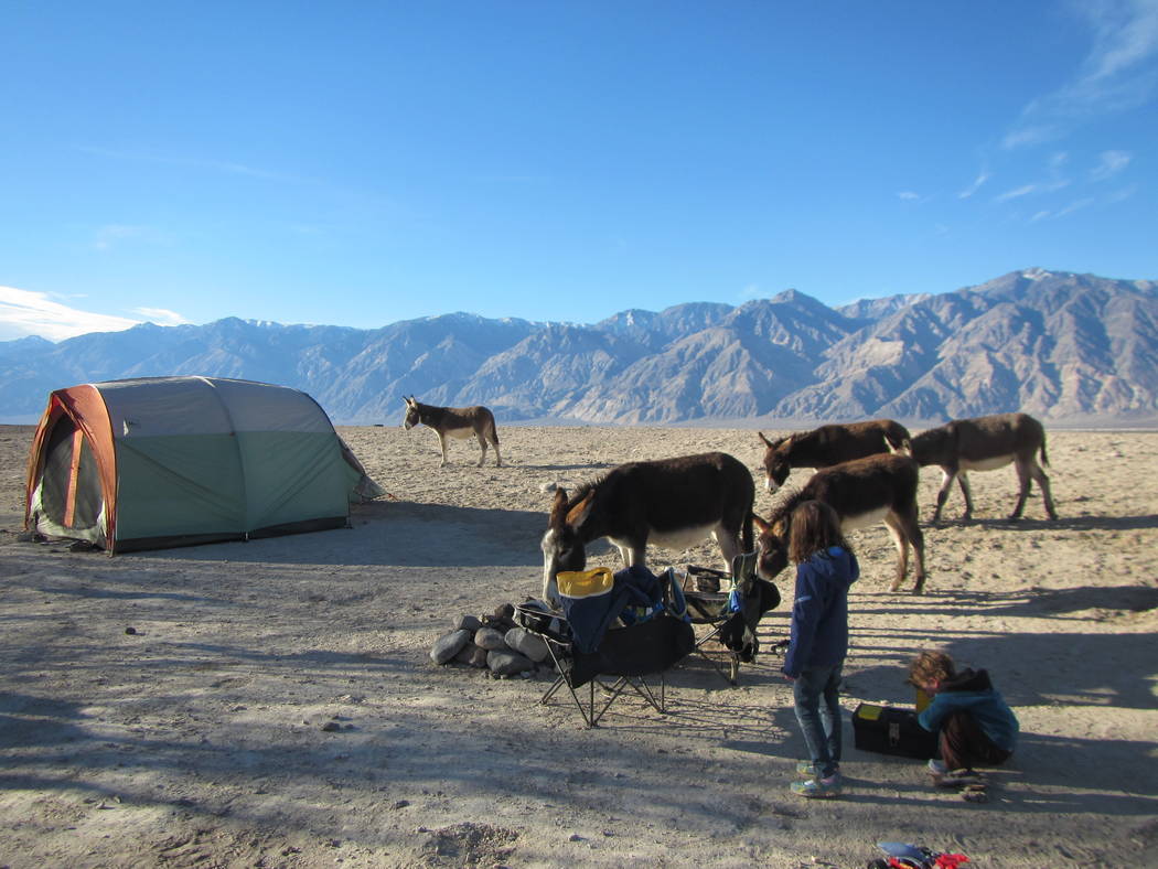 Nudity OK at Death Valley hot springs, but burros, palms must go Politics and Government News