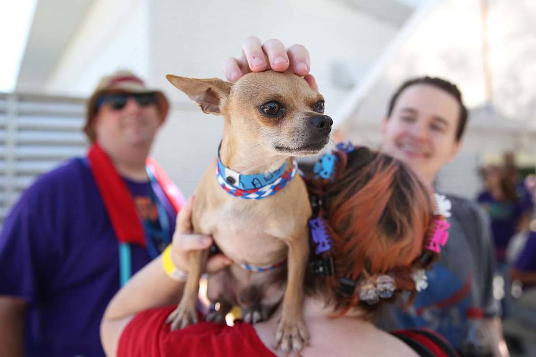 Animal Foundation to offer free pet adoptions in Las Vegas ...