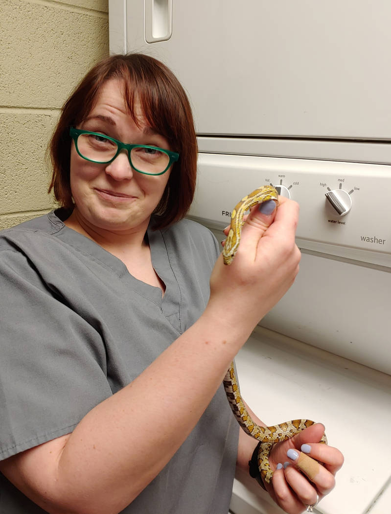 In this May 8, 2019, photo provided by Chicago Exotics, veterinarian Dr. Melissa Giese of Chica ...