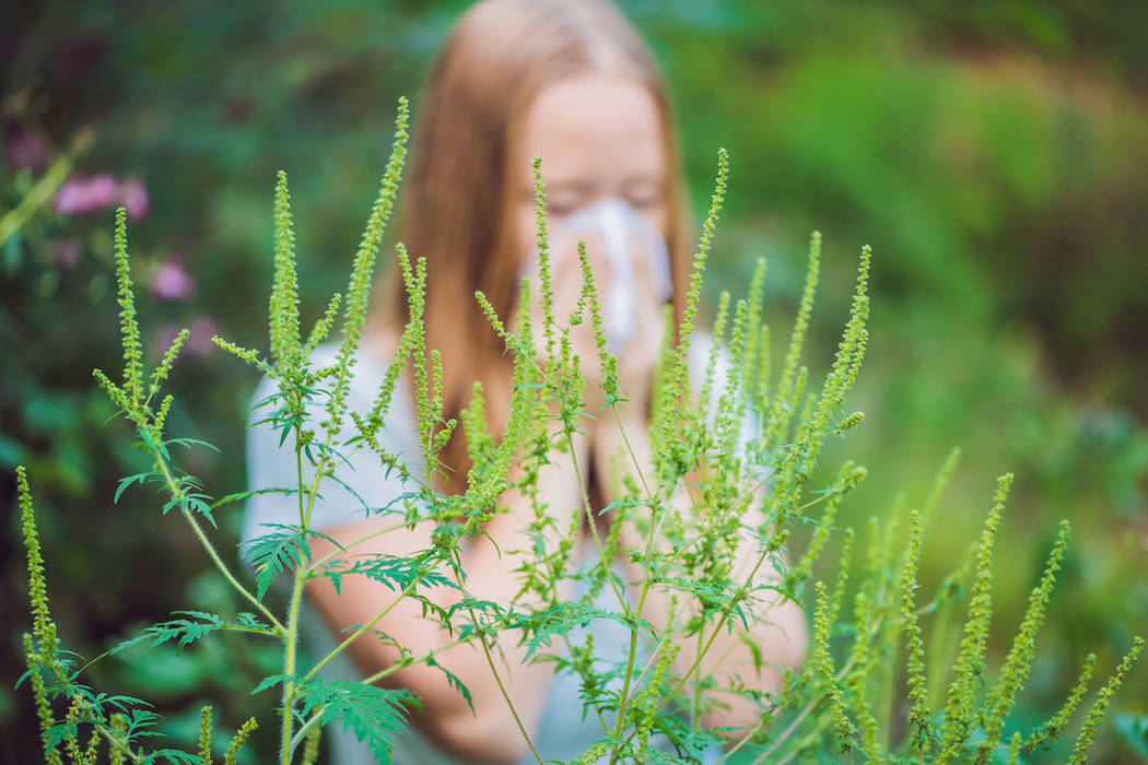 A woman sneezes because of an allergy to ragweed. (Getty Images)