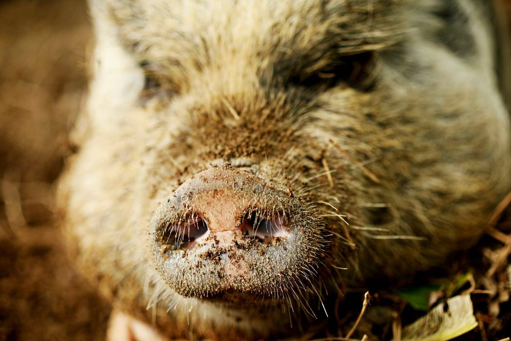 In this April 25, 2019 photo, a pig named Hamilton resides in Raleigh, N.C. The Carolina Hurric ...