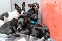 These are some of the Chihuahuas that are receiving medical and behavioral assessments as well ...