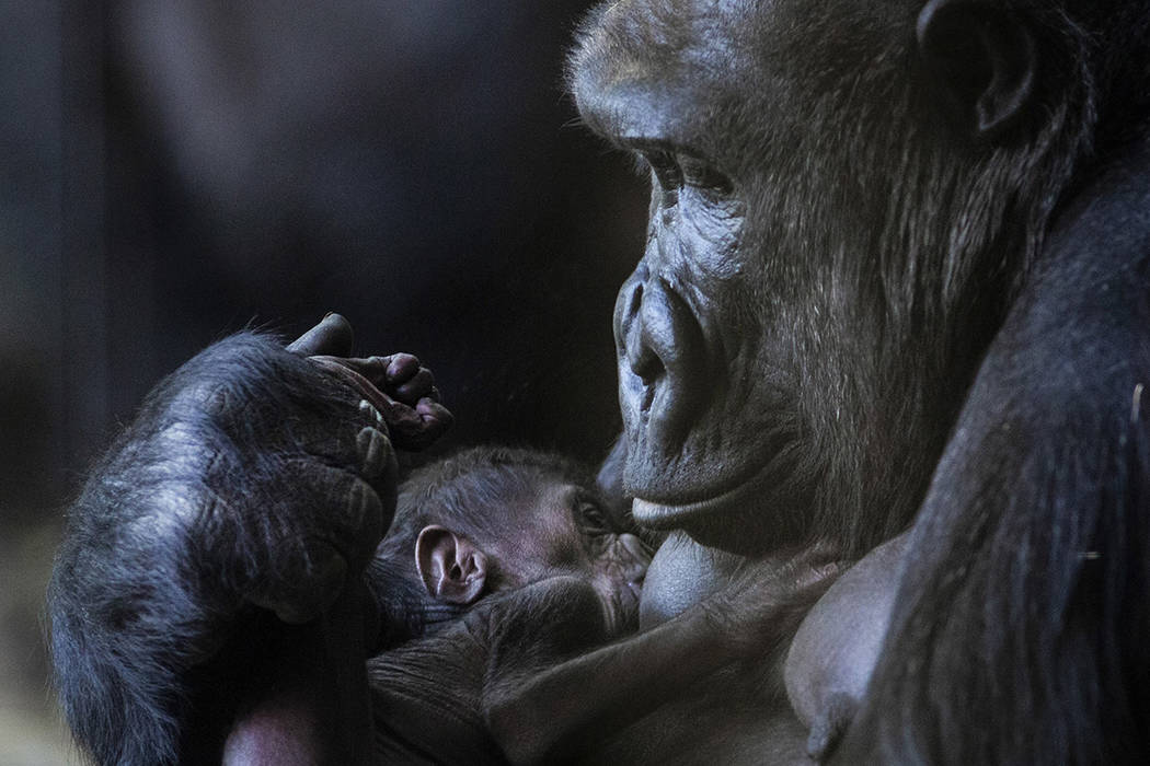 Rollie, a 22-year-old western lowland gorilla, cradles her newborn baby, an unnamed male who wa ...