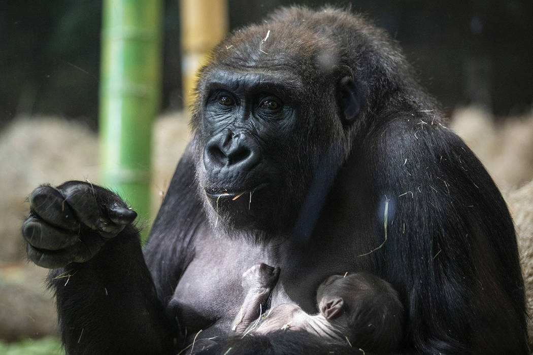 Rollie, a 22-year-old western lowland gorilla, cradles her newborn baby, an unnamed male who wa ...