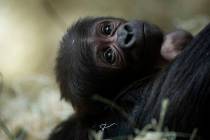 A newborn western lowland gorilla baby, unnamed, is cradled by his mother Rollie at the Regenst ...
