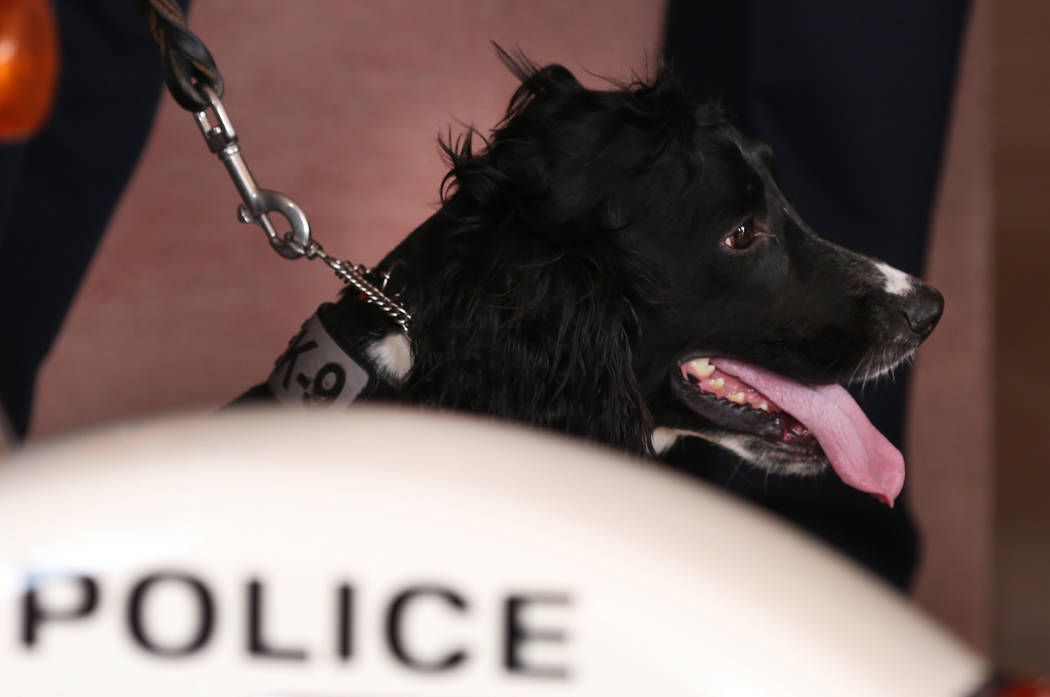 The Clark County School District K-9, Jack, attends a press conference outside of CCSD administ ...