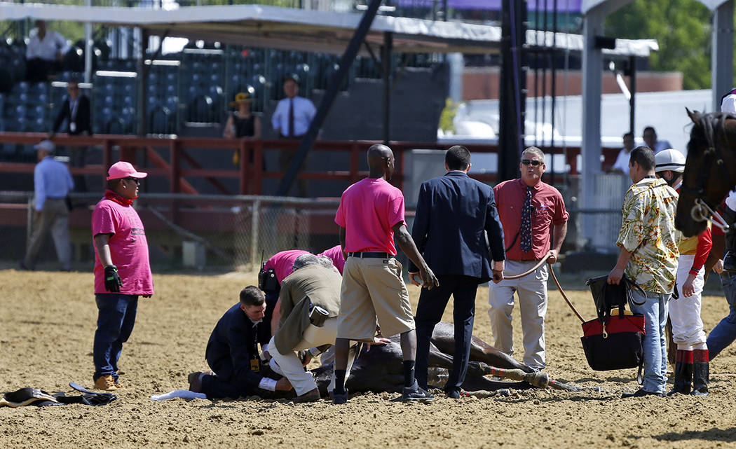 Track officials tend to Congrats Gal after the horse collapsed after the eighth horse race at P ...