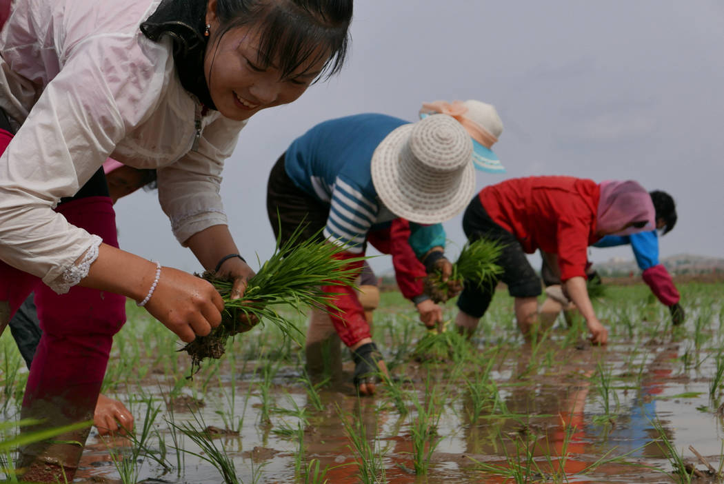 North Korean farmers plant rice seedlings May 17, 2019, in a field at the Sambong Cooperative F ...