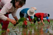 North Korean farmers plant rice seedlings May 17, 2019, in a field at the Sambong Cooperative F ...