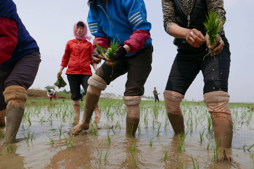 In this May 17, 2019, photo, North Korean farmers plant rice seedlings in a field at the Sambon ...