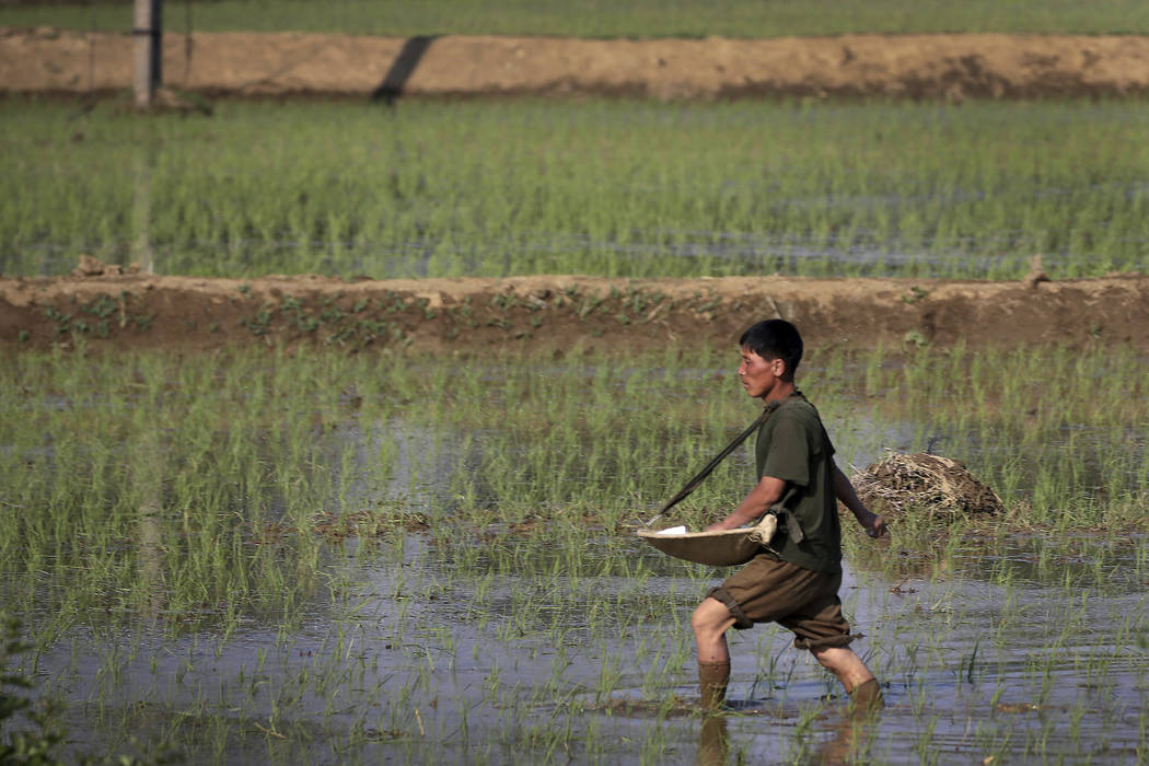 FILE - In this June 13, 2017, file photo, a farmer fertilizes rice seedlings in fields located ...