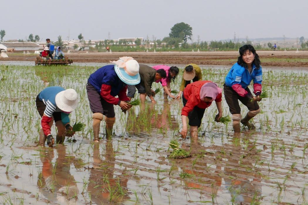 In this May 17, 2019, photo, North Korean farmers plant rice seedlings in a field at the Sambon ...