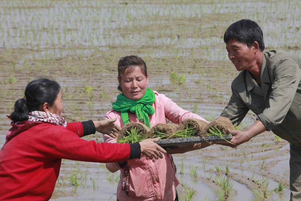 In this May 12, 2019, photo, farmers replant rice seedlings in a field in Chongsan-ri, North Ko ...