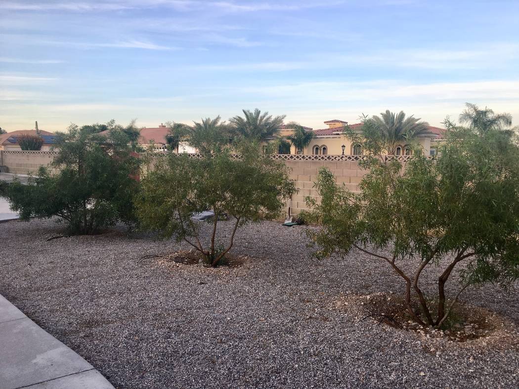 Two of these African sumac trees were damaged when a neighbor sprayed weed killer on a hot, win ...