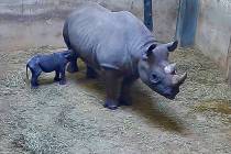 This May 19, 2019 image from video provided by the Lincoln Park Zoo shows Kapuki, an eastern bl ...
