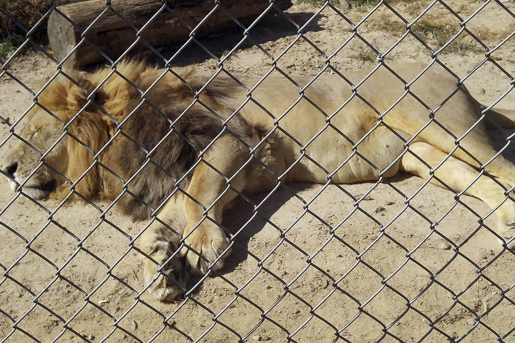In this Sept. 30, 2017 photo made available by Erik Sommer, the lion Matthai relaxes inside his ...