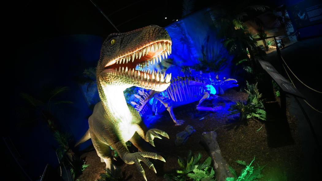 Dinosaurs have invaded the Springs Preserve in Las Vegas. This prehistoric exhibit runs all sum ...