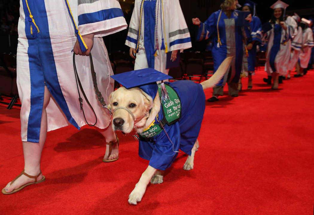 College of Southern Nevada High School student Sydney Hansen walks the procession with her yell ...