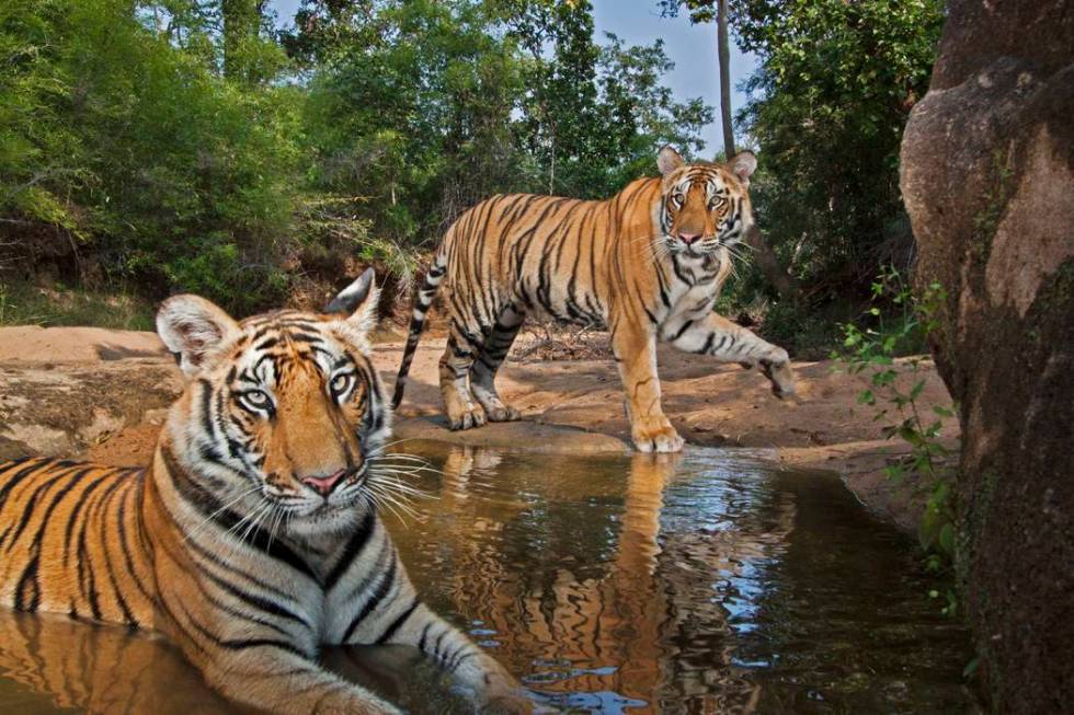 Tiger cubs playing at a waterhole in Bandhavgarh National Park. (Steve Winter)