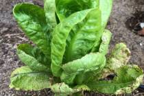 Leaf spot diseases, shown here on lettuce, can infect the plant from contaminated seed. (Bob Mo ...
