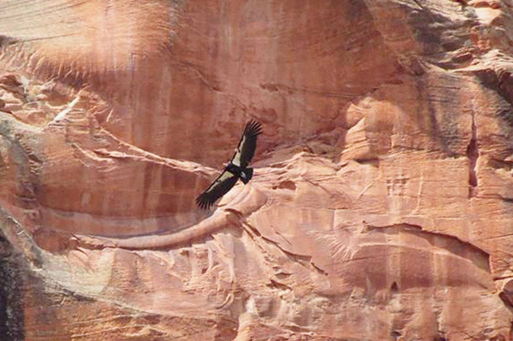 A California condor flies in Zion National Park in Utah in April 2019. (National Parks Service ...