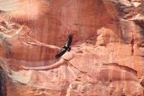 A California condor flies in Zion National Park in Utah in April 2019. (National Parks Service ...
