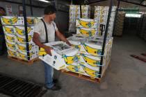 A worker stacks a box of freshly harvested Chiquita bananas to be exported, at a farm in Ciudad ...