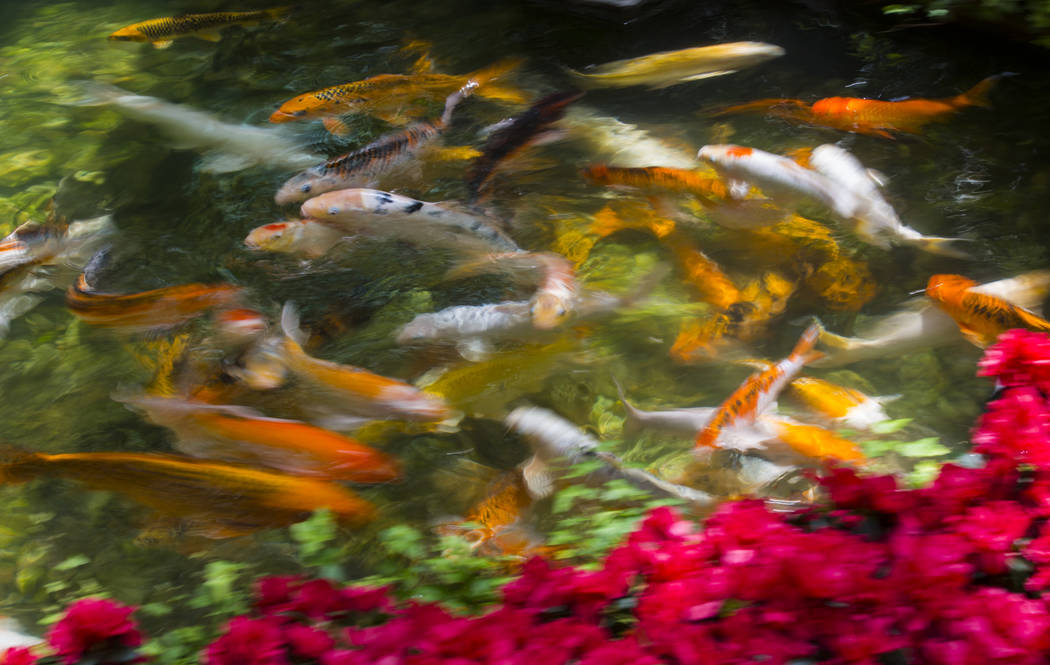 Koi fish swim in a pond at the conservatory and botanical gardens at Bellagio in Las Vegas on W ...