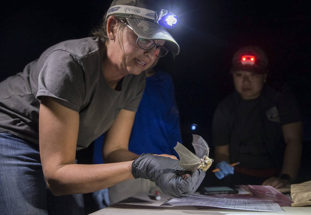 Christy Klinger, a wildlife biologist with the Nevada Department of Wildlife, documents a canyo ...