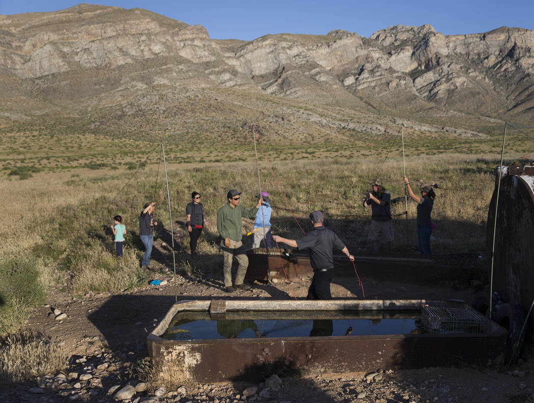 Participants in a "bat blitz" event set up nets in the East Mormon mountain range on ...